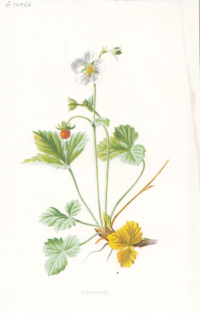 FLOWERS. Wild Strawberry c1895 old antique vintage print picture